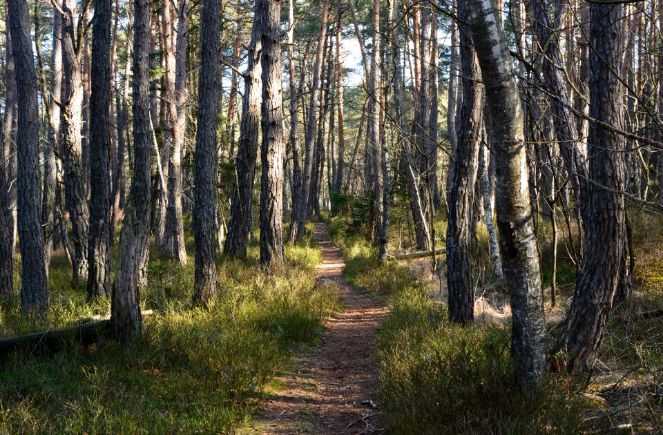 Path hiking trail