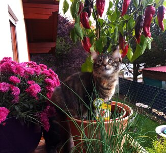 Curiosity flowers cute