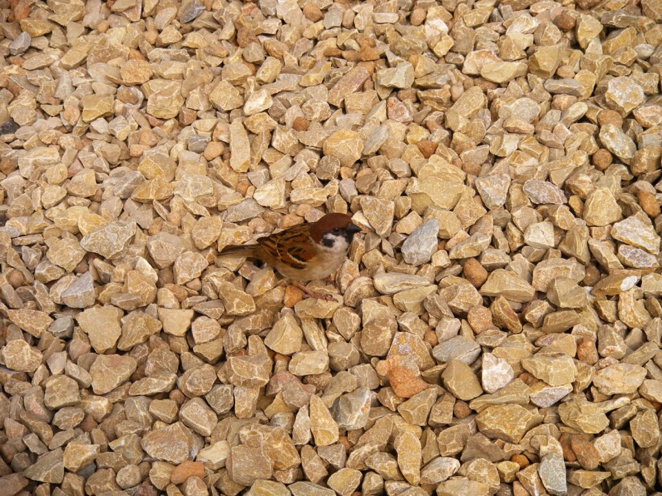 Sparrow bird stone