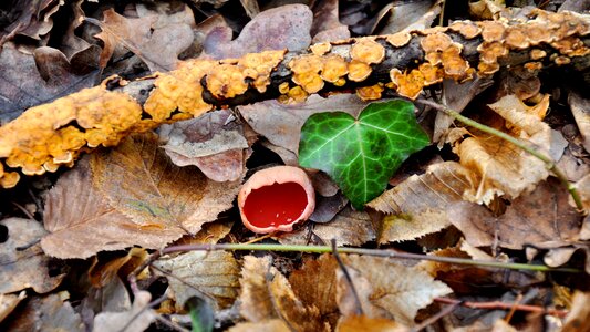 Spring mushroom spunk