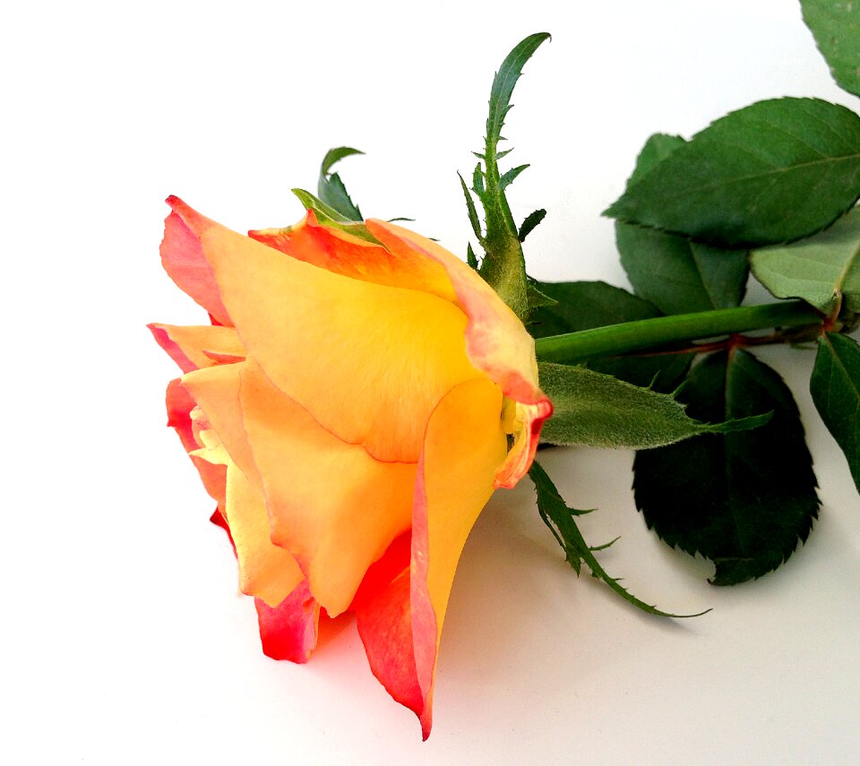 Beautiful background flowers