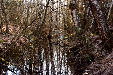 Nature nature reserve nature conservation