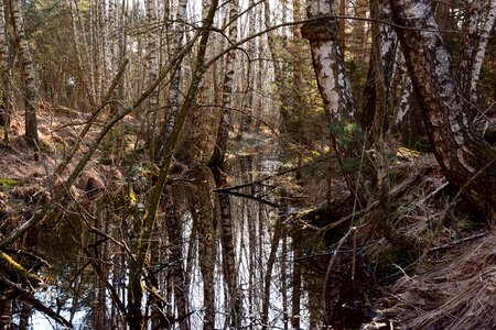 Nature nature reserve nature conservation photo