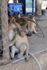 The monkey thailand animal
