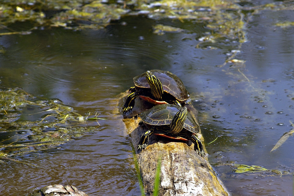 British columbia canada animal