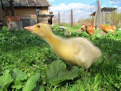 Goose village farm