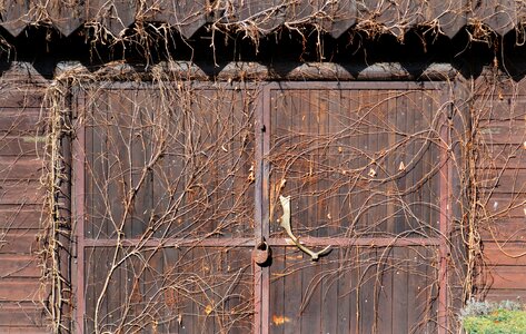 Building architecture ivy
