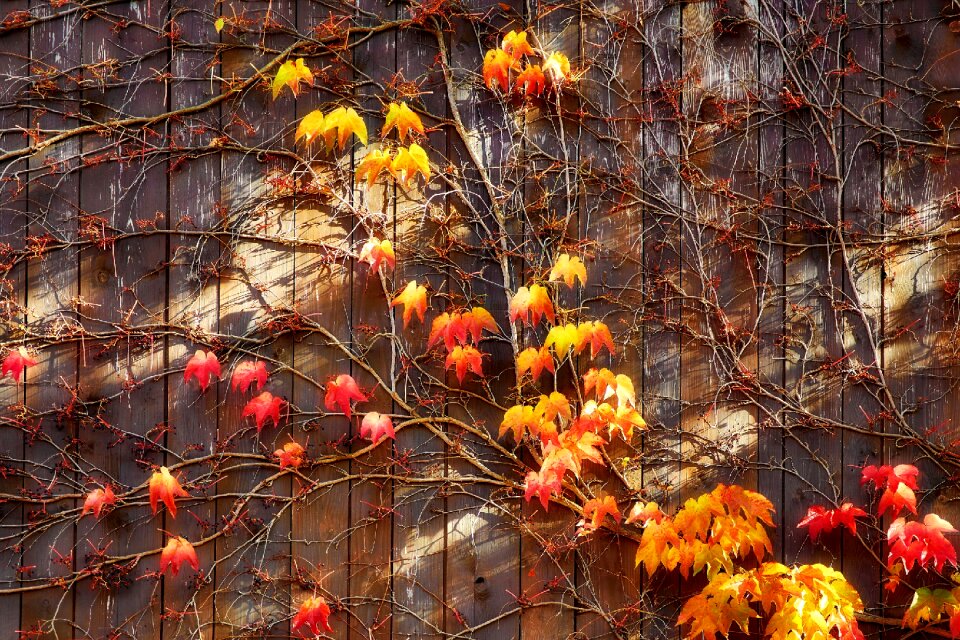 Wooden wall entwine wall boards