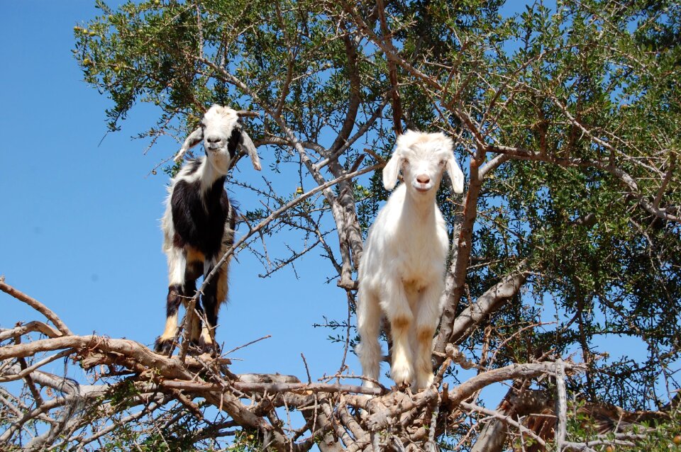 Animal goats nature