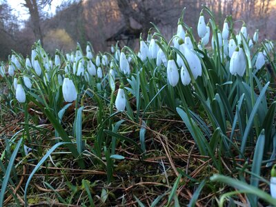 Snowdrop spring nature