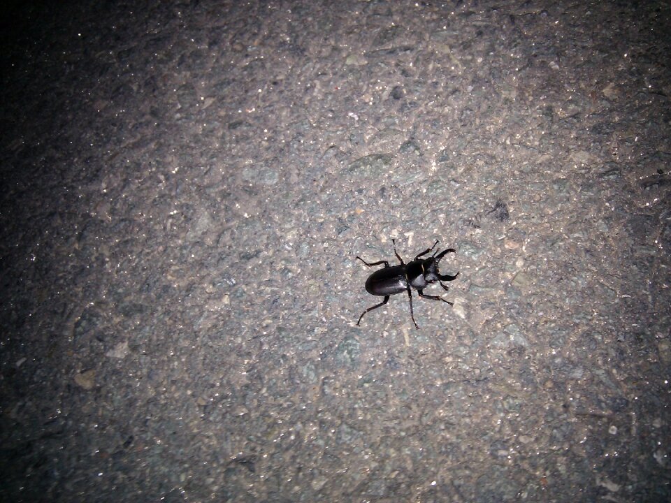 The deer bug insects bug