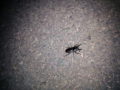 The deer bug insects bug