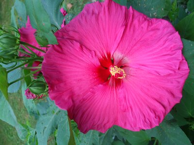 Flower blossom