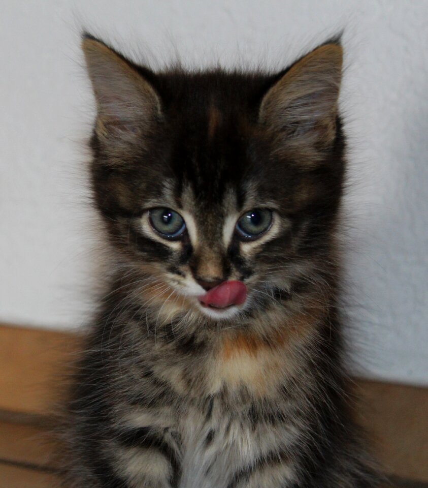Young kittens cat face long haired