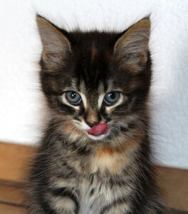 Young kittens cat face long haired