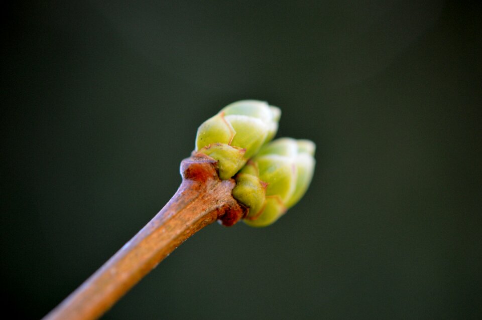 Nature spring close up