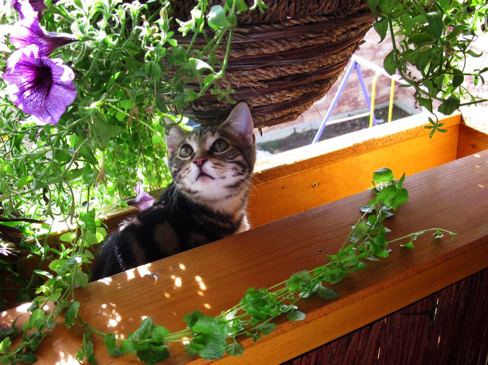 Young kittens flowers summer