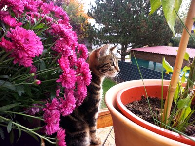 Flowers summer curiosity