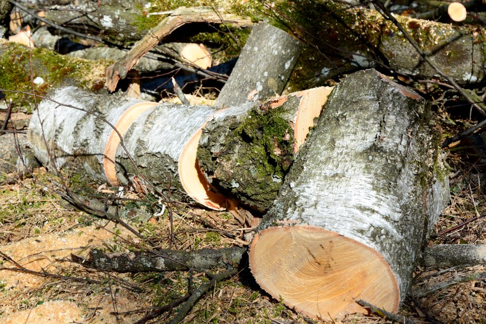 Birch logs birch wood nature