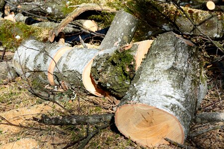 Birch logs birch wood nature