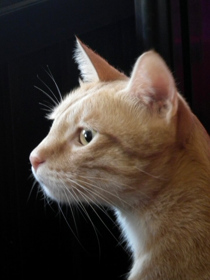 Cat mia lateral face pet