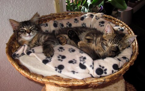 2 kittens snuggle cute
