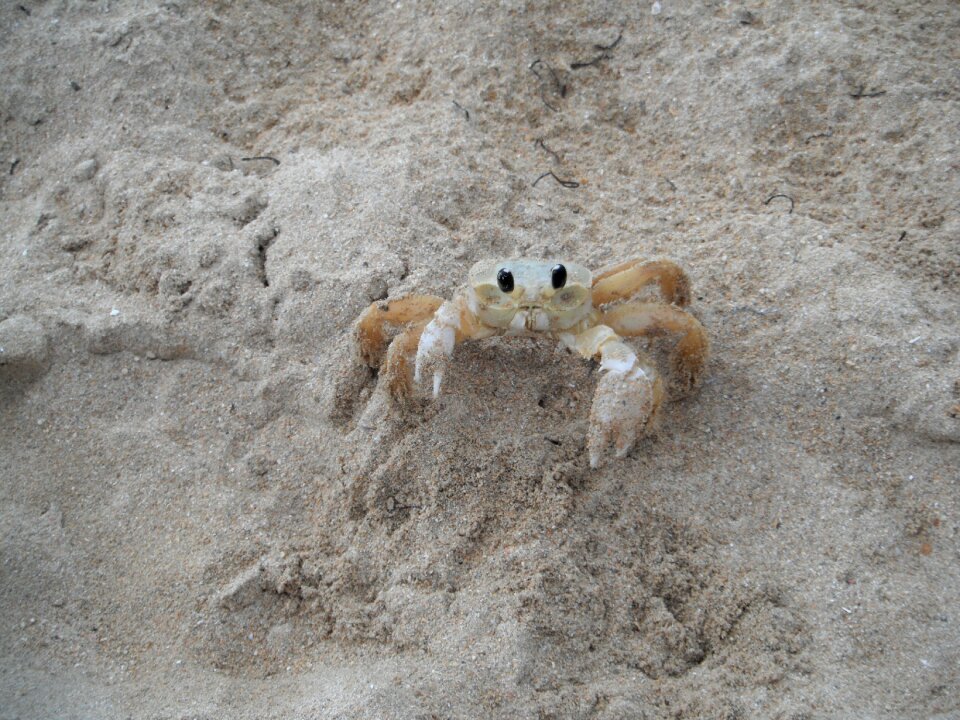 Shell beach