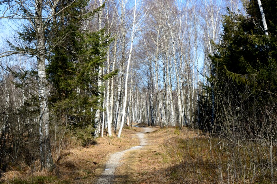Recovery nature away