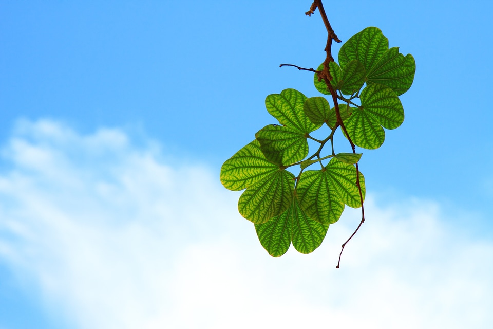Cloud green harmony