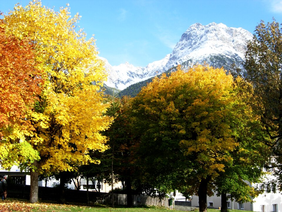 Leaves golden october tree