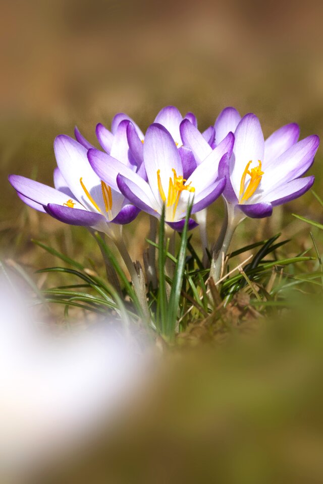 Spring crocus flower blossom