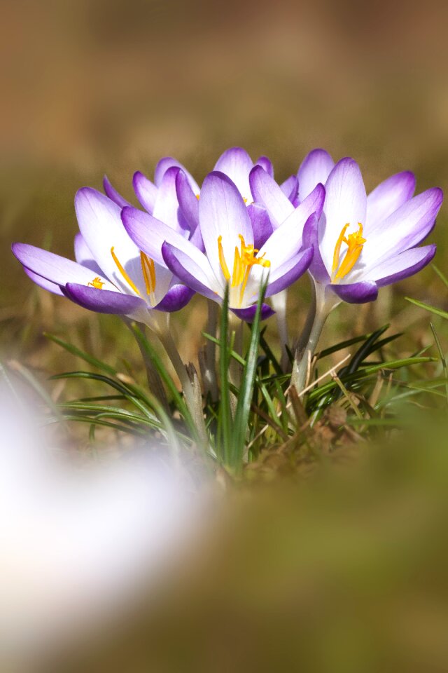 Spring crocus flower blossom photo