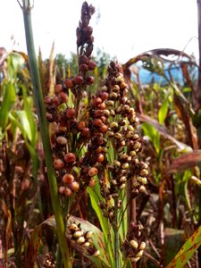 The nutritional value of millet nature autumn photo