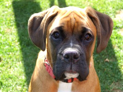 Dog boxer