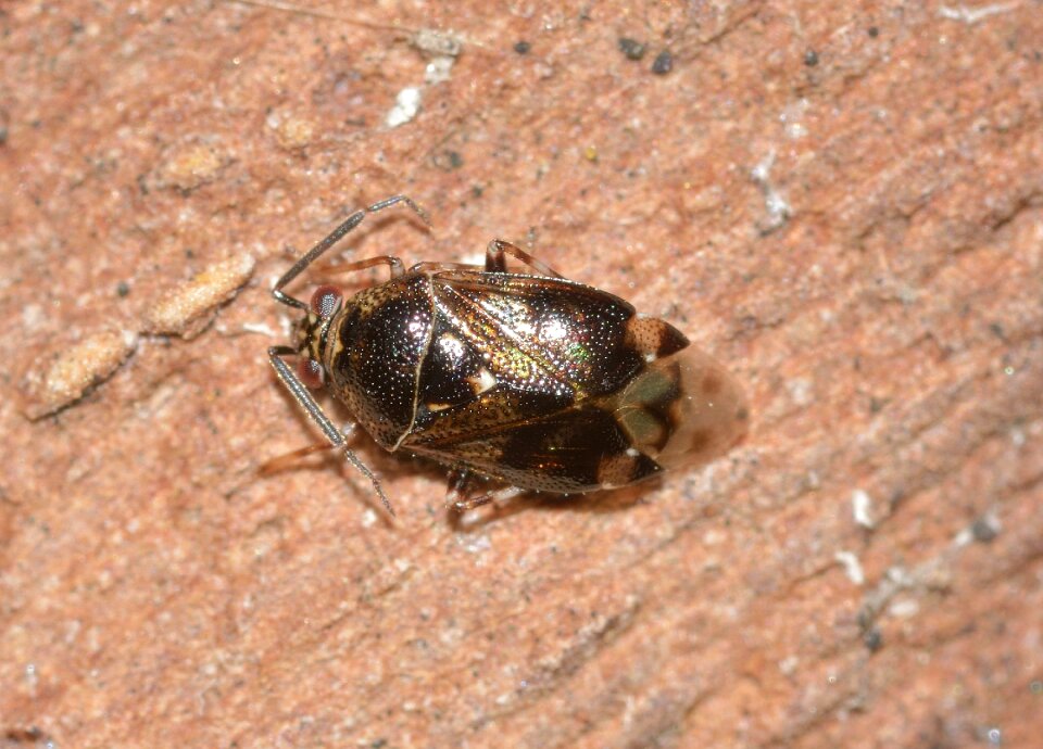 Insects true bugs bug