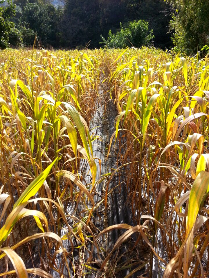 The nutritional value of millet nature autumn