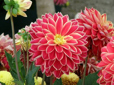 Flowers dahlia horticulture