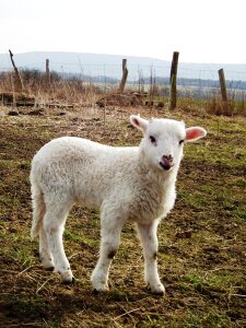 Schäfchen wool cute
