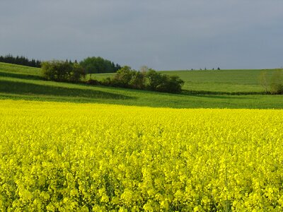 Field of rapeseeds rape blossom summer