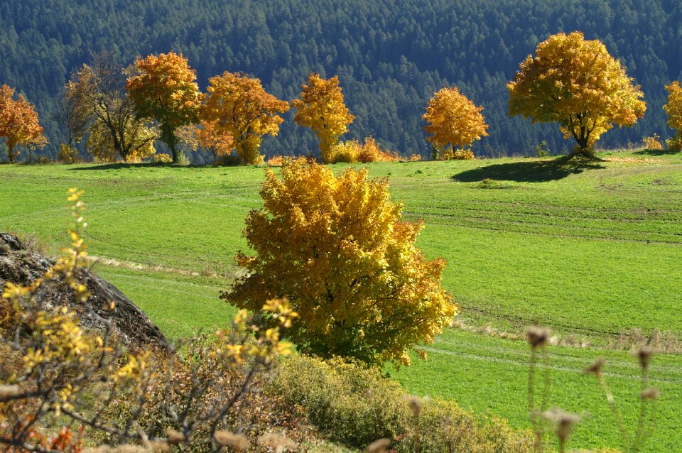 Fall foliage leaves in the autumn golden october