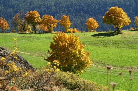 Fall foliage leaves in the autumn golden october