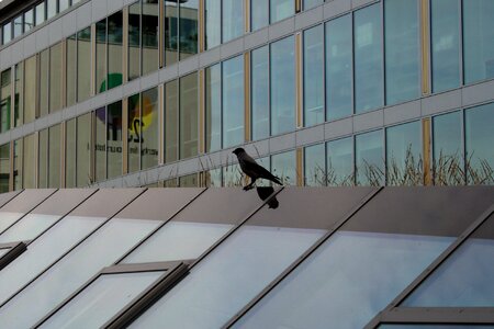 Bird architecture building photo