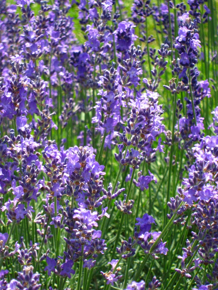 Flower lavender nature photo