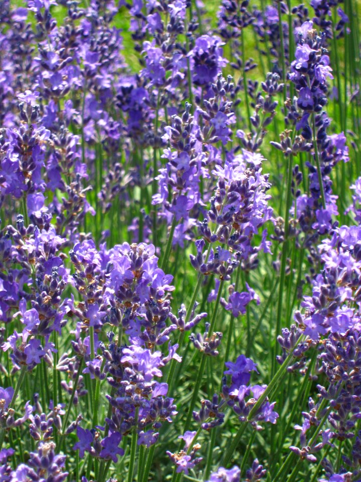 Flower lavender nature
