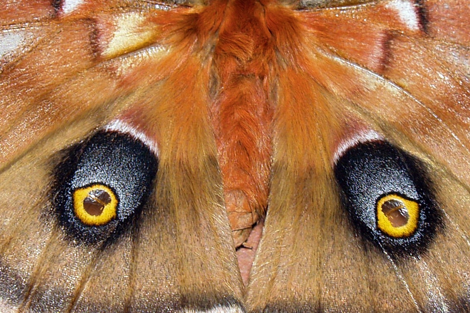 Nature insect macro