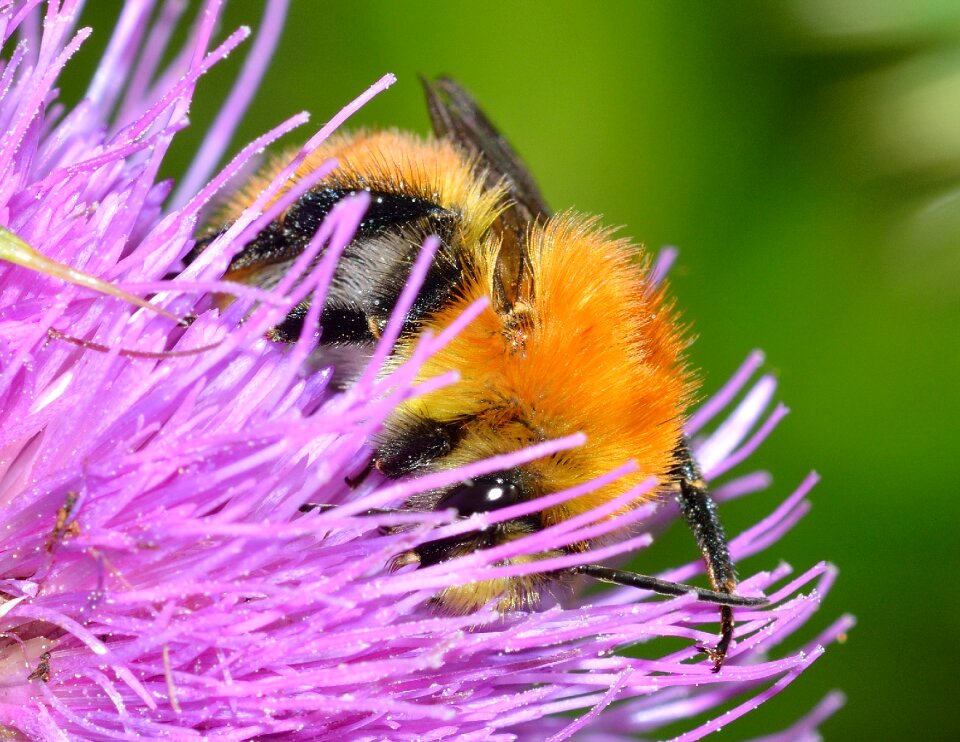 Insects bee bombus