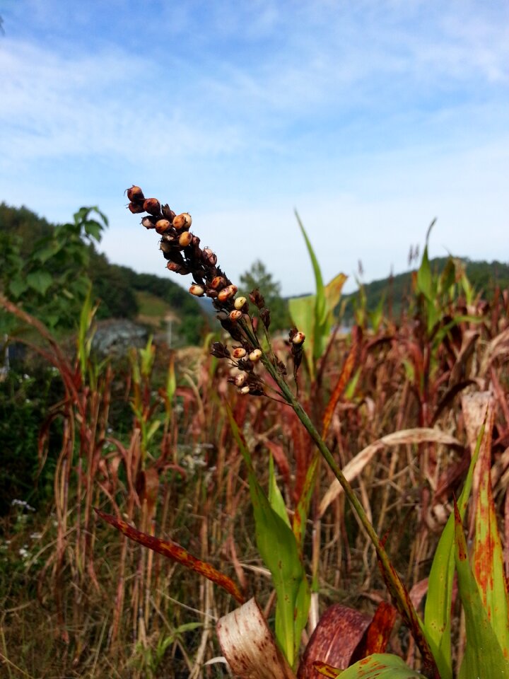 The nutritional value of millet nature autumn