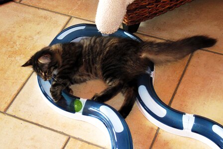 Little kitten play cat toy