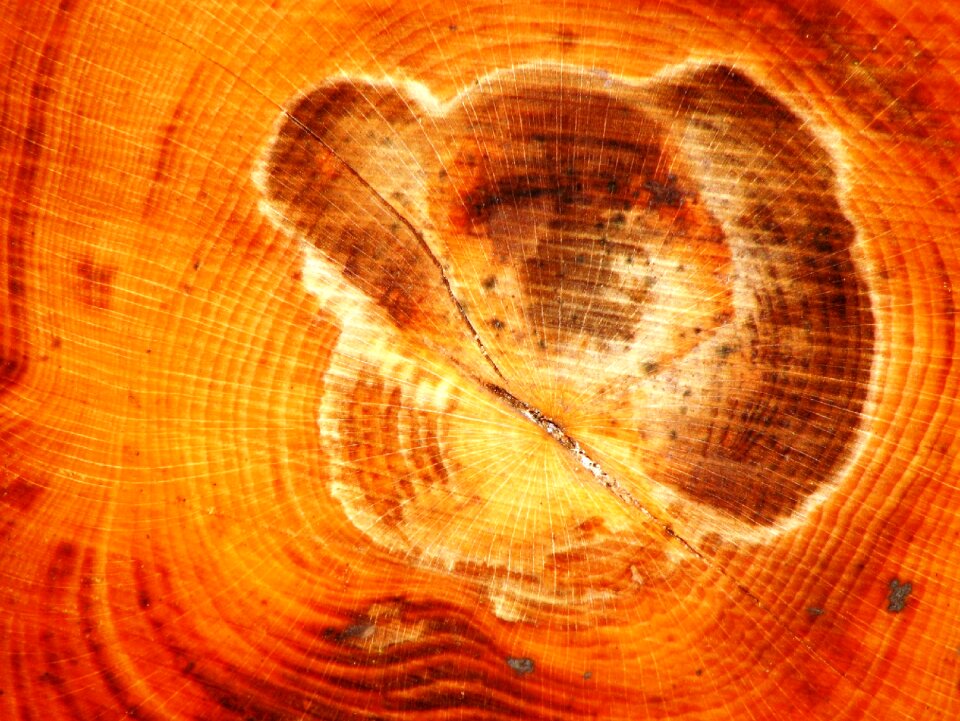 Wood structure grain