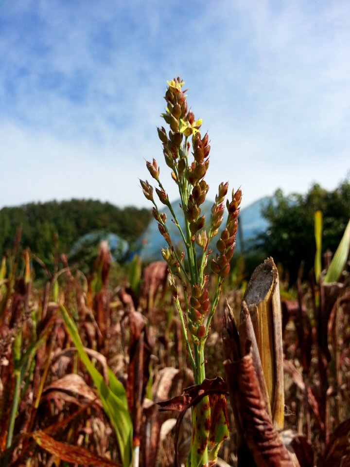 The nutritional value of millet nature autumn